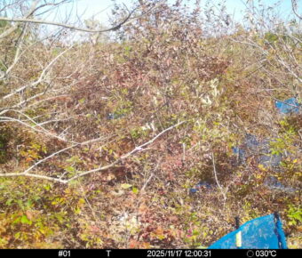 Nov 17 2025 12:00:31, #01