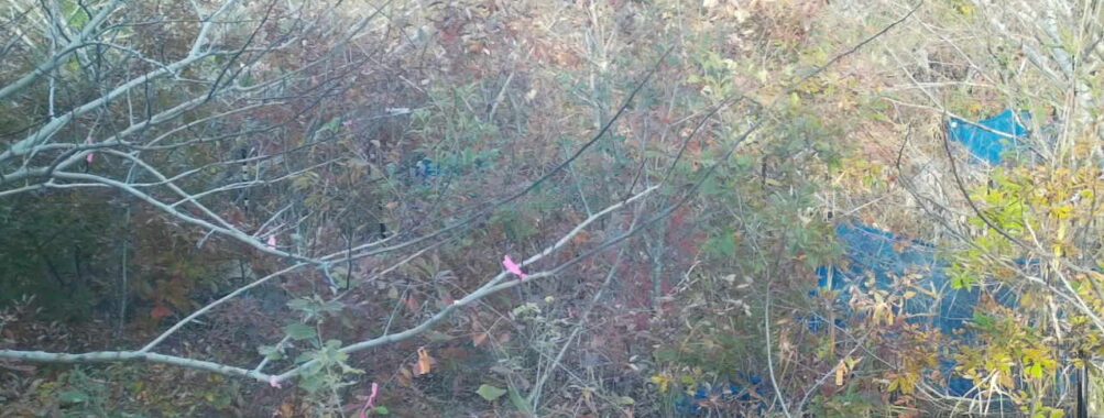 Nov 17 2025 15:00:32, #01