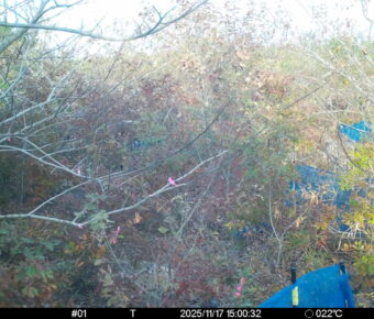 Nov 17 2025 15:00:32, #01