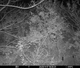 Nov 17 2025 18:00:31, #01