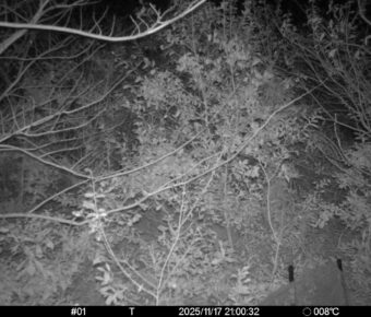 Nov 17 2025 21:00:32, #01