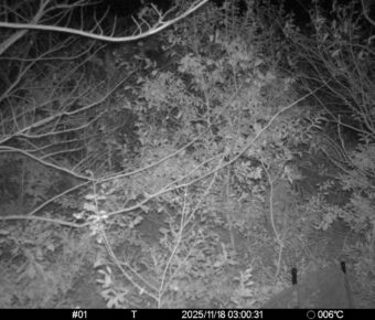 Nov 18 2025  3:00:31, #01