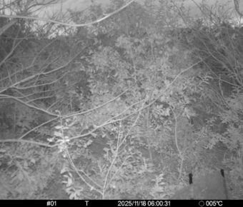 Nov 18 2025  6:00:31, #01