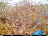 Nov 18 2025 12:00:32, #01