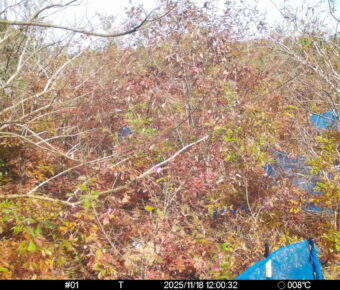 Nov 18 2025 12:00:32, #01