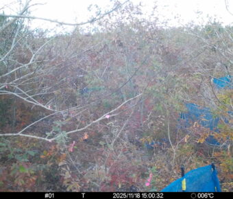 Nov 18 2025 15:00:31, #01