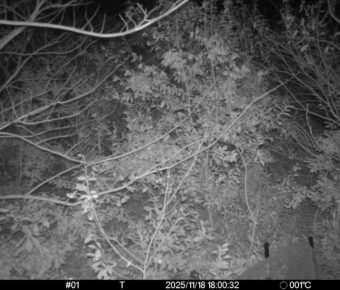 Nov 18 2025 18:00:31, #01