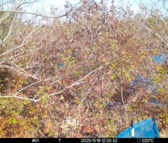 Nov 19 2025 12:00:31, #01