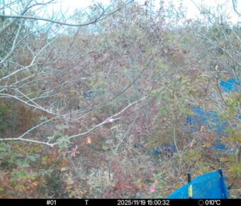 Nov 19 2025 15:00:32, #01