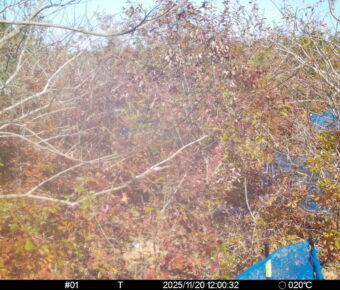 Nov 20 2025 12:00:32, #01