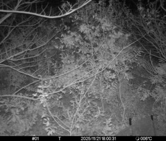 Nov 21 2025 18:00:30, #01