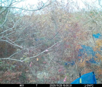 Nov 25 2025 15:00:31, #01