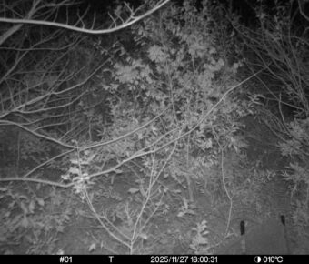 Nov 27 2025 18:00:31, #01