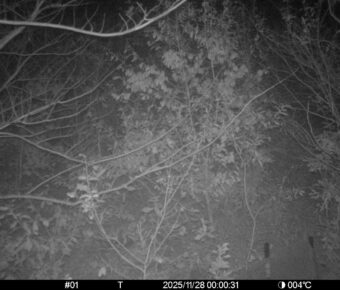 Nov 28 2025  0:00:31, #01