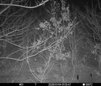 Jan 4 2026  1:13:47, #01