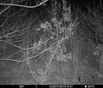 Jan 8 2026  4:13:47, #01