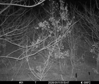 Jan 11 2026  1:13:47, #01