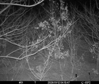 Jan 12 2026  4:13:47, #01