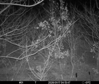 Jan 17 2026  4:13:47, #01