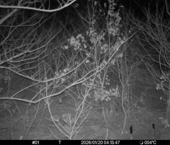 Jan 20 2026  4:13:47, #01