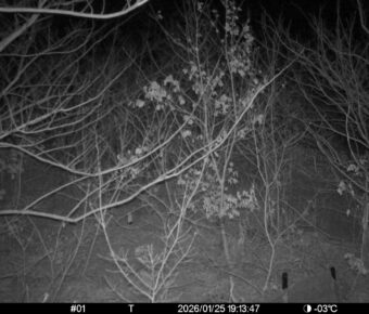 Jan 25 2026 19:13:47, #01