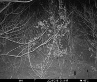 Jan 31 2026  1:13:47, #01