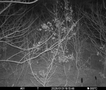 Jan 31 2026 19:13:48, #01