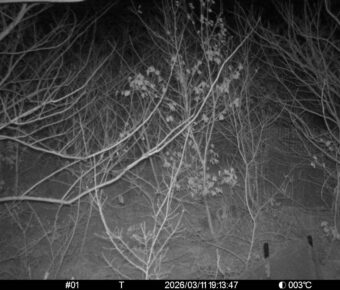 Mar 11 2026 19:13:47, #01